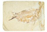 Bargain, Cretaceous Fossil Fish - Lebanon #252449-1